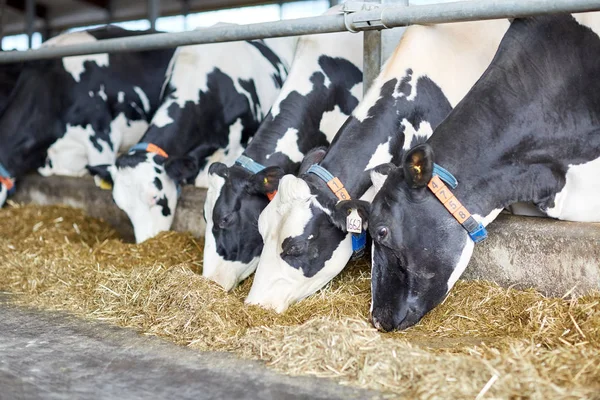 Стадо коров ест сено в коровнике на молочной ферме Стоковое Фото