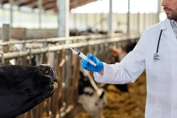 농장에서 소 우 두를 접종 하는 주사기와 수 의사 — 스톡 사진