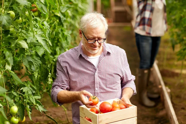 Old man with box of tomatoes at farm greenhouse — Stock Photo, Image