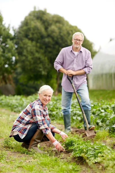 Äldre par som arbetar i trädgården eller på fäbodvallen — Stockfoto