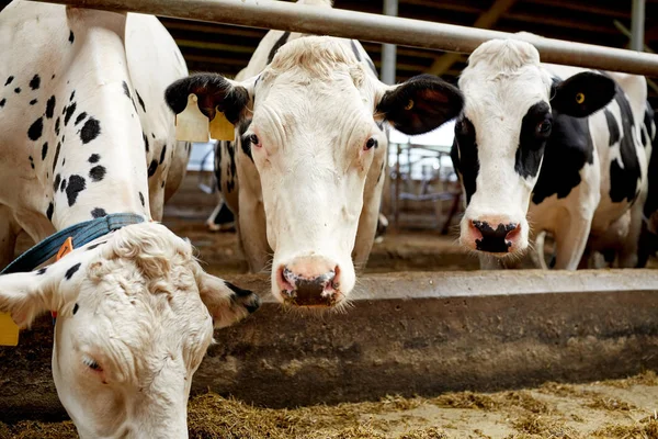 Manada de vacas comendo feno em estábulo na fazenda leiteira — Fotografia de Stock