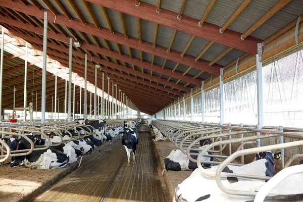 Rebaño de vacas en establo de establo en granja lechera —  Fotos de Stock