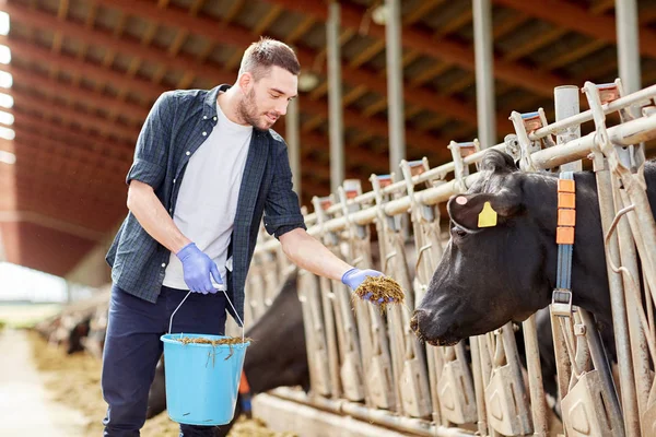 Чоловік годує корів сіном у коров'ячому сараї на молочній фермі — стокове фото