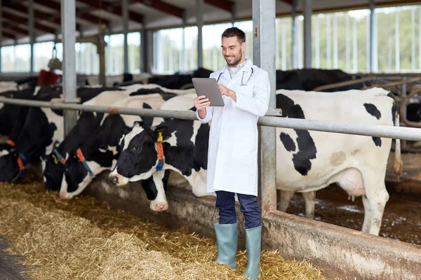 Veterinární lékař s tablet pc a krávy na mléčné farmě — Stock fotografie