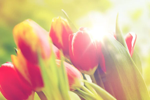 Primer plano de flores de tulipán — Foto de Stock