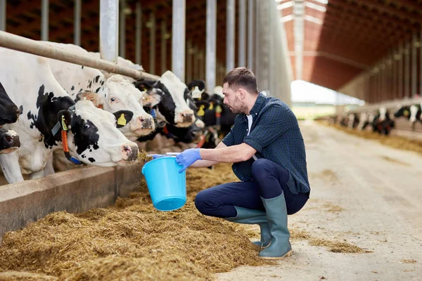 Hombre con vacas y cubo en establo en granja lechera —  Fotos de Stock