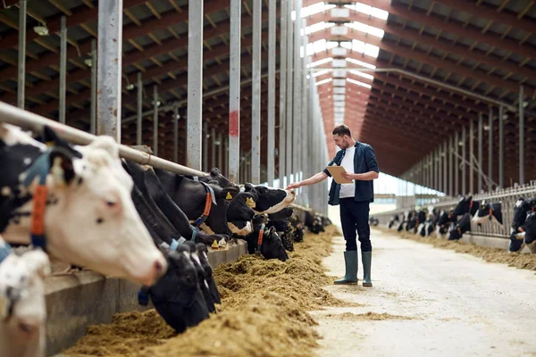 农场牛棚里有剪贴板和奶牛的农民 — 图库照片