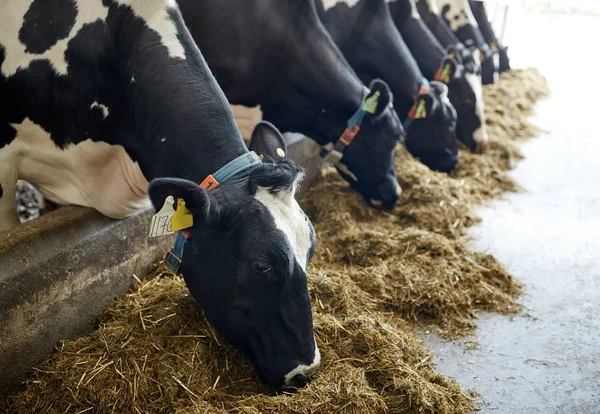 Manada de vacas comendo feno em estábulo na fazenda leiteira — Fotografia de Stock