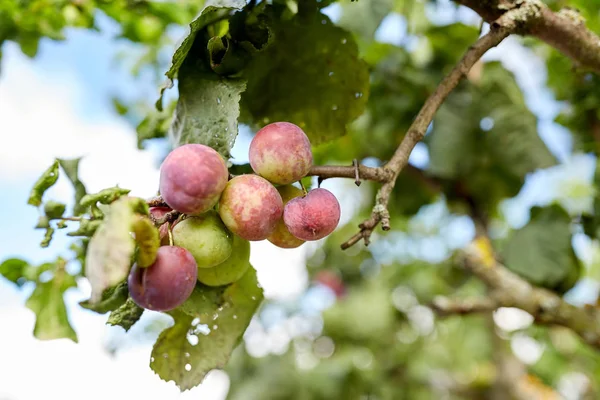 Close up of plum tree branch — Stock Photo, Image