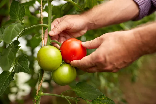Senior farmer picking tomatoes at farm greenhouse — Stock Photo, Image
