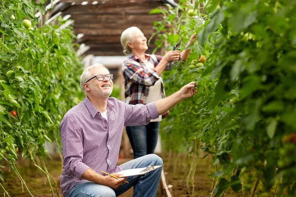 年长的夫妇在农场温室番茄 — 图库照片