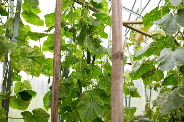 Close up of cucumber growing at garden — Stock Photo, Image