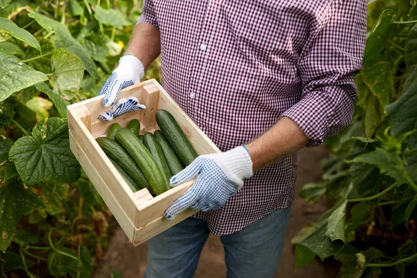 Homme avec boîte de concombres à la ferme serre — Photo