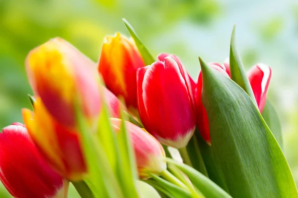 Close up de flores de tulipa — Fotografia de Stock