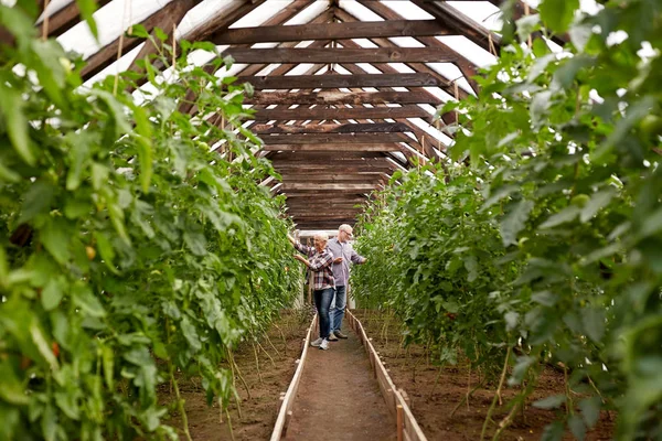 Cuplu fericit senior care lucrează la fermă seră — Fotografie, imagine de stoc