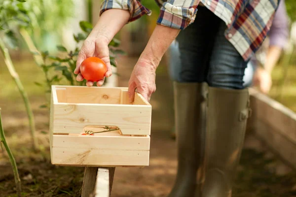 Senior woman picking tomatoes at farm greenhouse — Stock Photo, Image