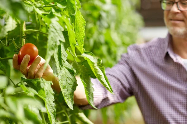 Senior baut Tomaten im Gewächshaus an — Stockfoto