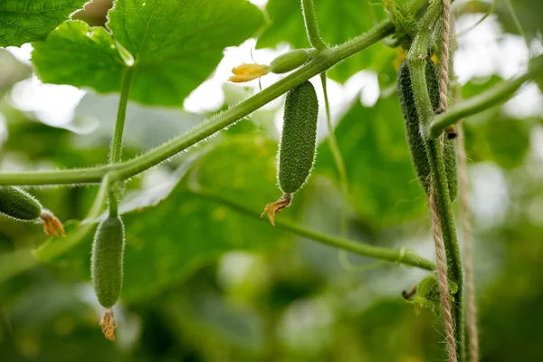Close up of cucumber growing at garden — Stock Photo, Image