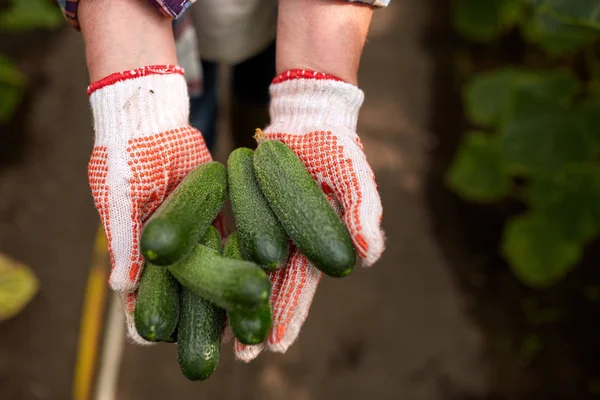 Hände des Bauern mit Gurken im Bauerngewächshaus — Stockfoto
