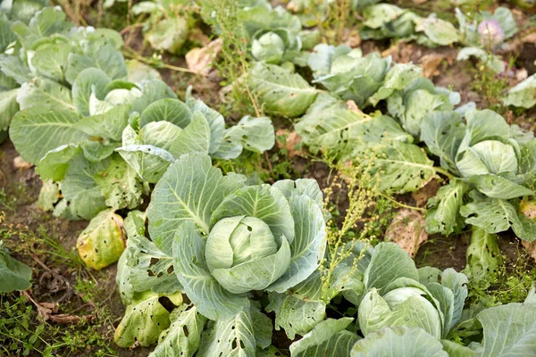 農場の夏の庭のベッドで栽培されたキャベツ — ストック写真