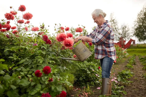 Mulher sênior regando flores no jardim de verão — Fotografia de Stock