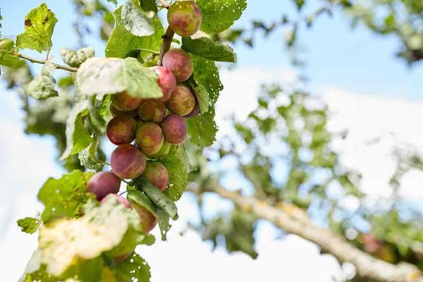 Close up of plum tree branch — Stock Photo, Image