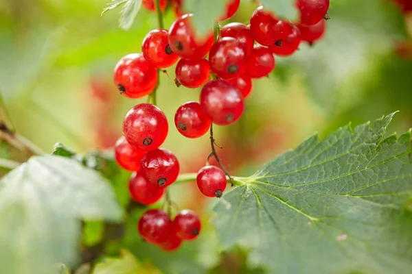 Red currant bush at summer garden branch — Stock Photo, Image