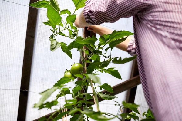 Senior man tying up tomato seedling at greenhouse — Stock Photo, Image