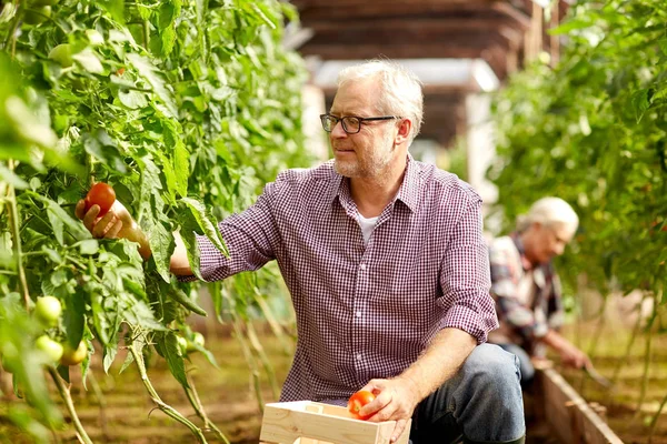 Oude man tomaten afhalen bij boerderij broeikasgassen — Stockfoto