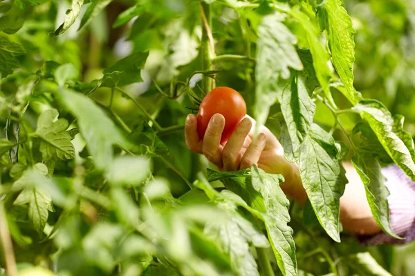 Старший фермер собирает помидоры в оранжерее — стоковое фото