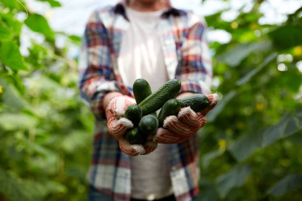 Agricultor con pepinos en invernadero de granja — Foto de Stock