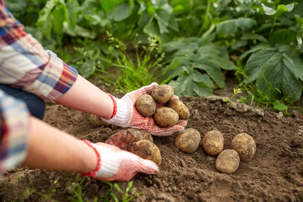 Bauer mit Kartoffeln im Bauerngarten — Stockfoto