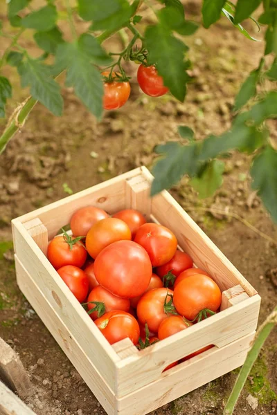 Red tomatoes in wooden box at summer garden — Stock Photo, Image