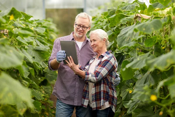 Pareja de ancianos con tableta pc en invernadero granja —  Fotos de Stock