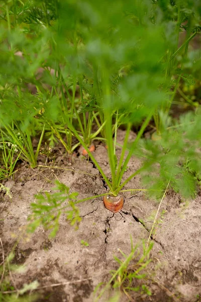 Τα καρότα που αυξάνεται στο κρεβάτι κήπων το καλοκαίρι — Φωτογραφία Αρχείου