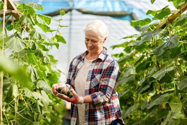 Old woman picking cucumbers up at farm greenhouse — Stock Photo, Image