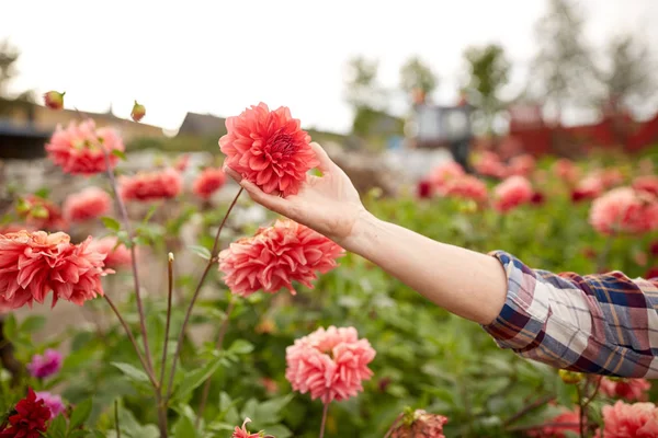 Hand einer Seniorin mit Blumen im Sommergarten — Stockfoto