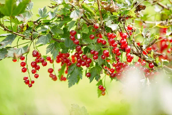 Johannisbeerstrauch am Sommergartenzweig — Stockfoto