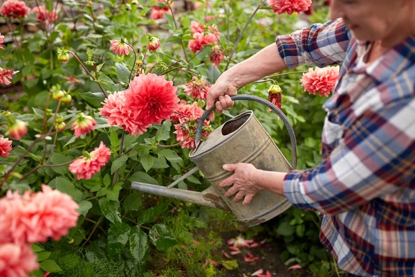 여름 정원에서 꽃에 물을 주는 시녀 — 스톡 사진