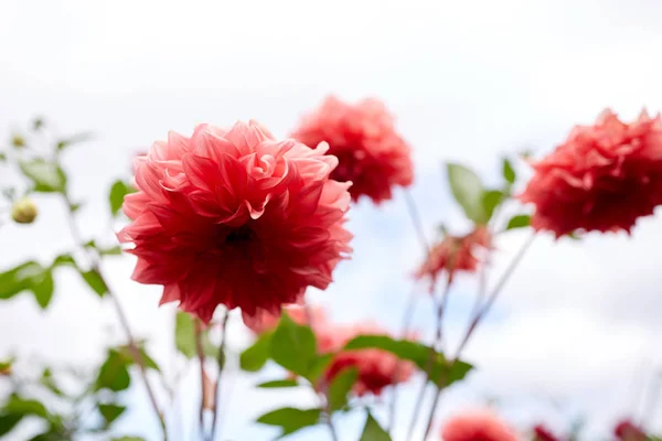 Hermosas flores de dalia en el jardín de verano Imagen De Stock