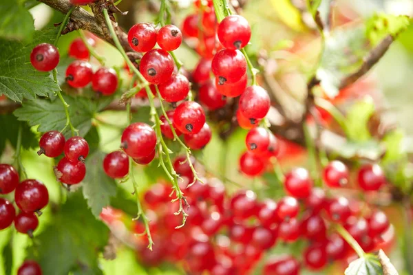 Red currant bush at summer garden branch — Stock Photo, Image