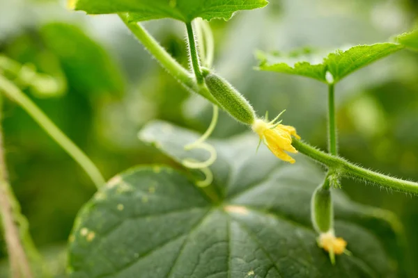 Nahaufnahme von Gurken, die im Garten wachsen — Stockfoto