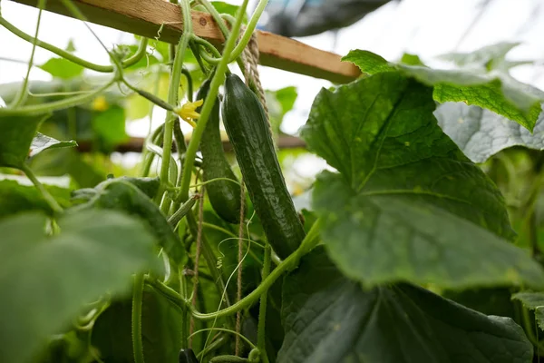 Nahaufnahme von Gurken, die im Garten wachsen — Stockfoto