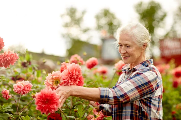 Senior Kvinna med dahlia blommor på sommaren garden — Stockfoto