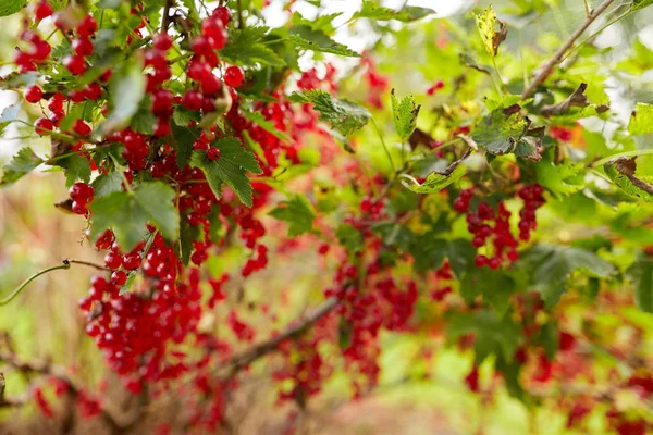 A nyári kert piros ribizli-bokor — Stock Fotó