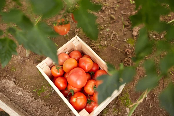 Red tomatos in wooden box at summer garden — Stock Photo, Image