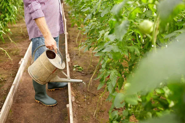 Senior man with watering can at farm greenhouse — Stock Photo, Image