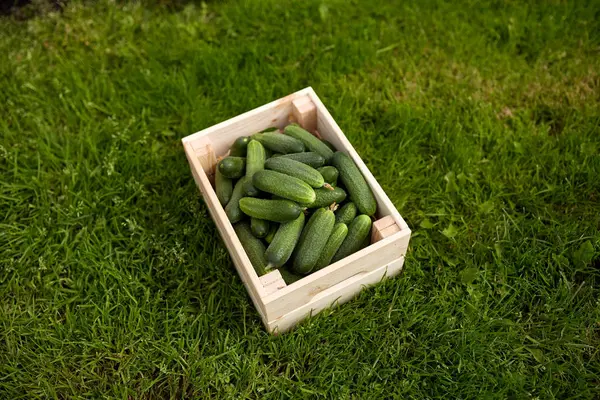 Τα αγγούρια σε ξύλινο κουτί στο καλοκαιρινό κήπο — Φωτογραφία Αρχείου