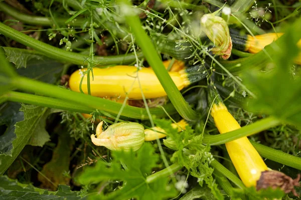 Squashes at summer garden bed — Stock Photo, Image