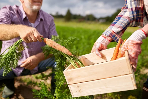 Senior couple with box picking carrots on farm — Stock Photo, Image